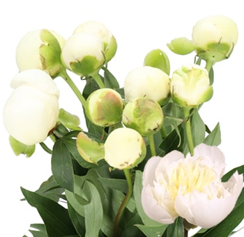 White Peony Flower Delivery