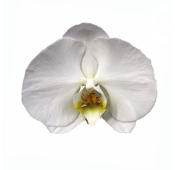 Loose White Phalaenopsis Orchid Blooms