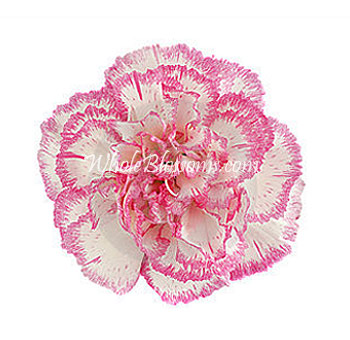 Bicolor White Pink Carnations for Valentine's Day