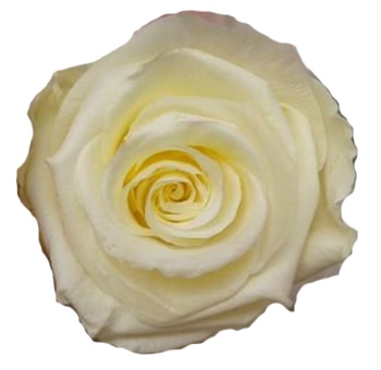 White Preserved Roses Biological