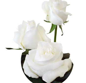 Bulk White Roses