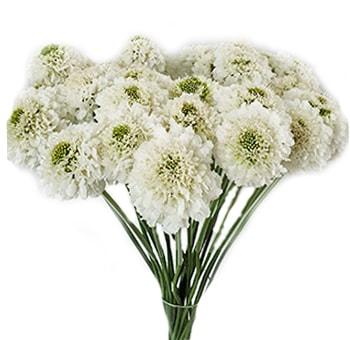 Scabiosa Flower White