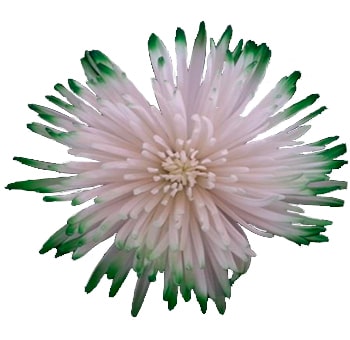 White Spider Mums Tip Green Airbrushed