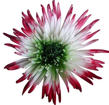 White Spider Mums Green Center and Red Tips