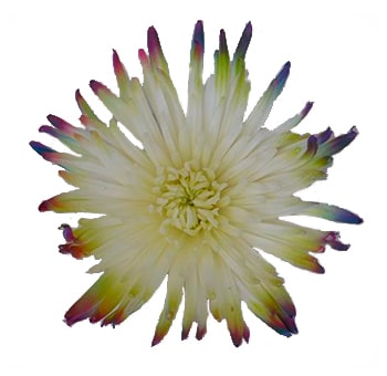 White Spider Mums with Multicolor Tips