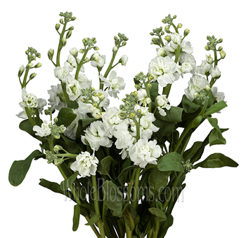 Cream White Stock Flower