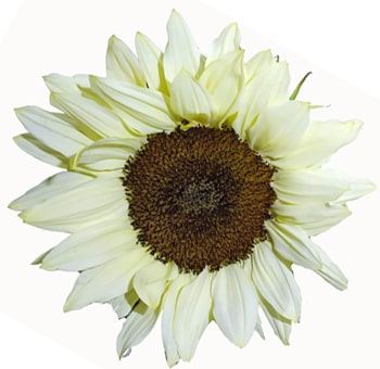 White Sunflower - Dark Center (Medium)