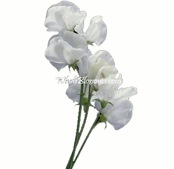 White Sweet Pea Flower