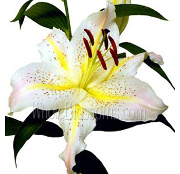 Oriental Lily White with Yellow Center Flowers