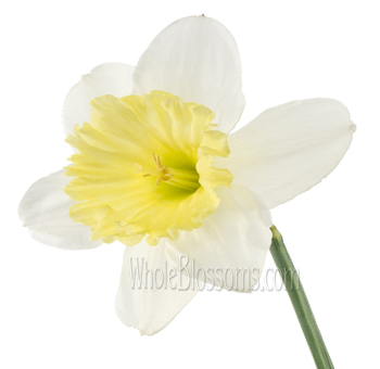 White Daffodil – Yellow Lips