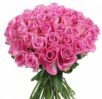 Hot Pink Long Stem Roses - Super Premium