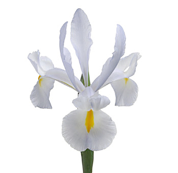 Iris White Flower