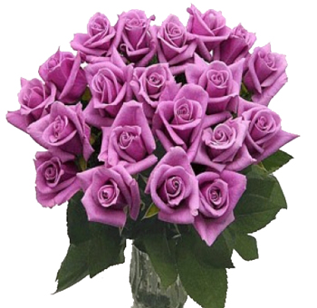 Lavender Long Stem Roses - Super Premium