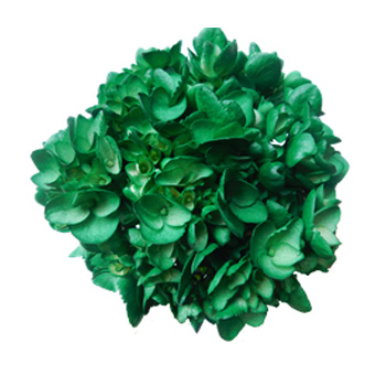 Green Hydrangea