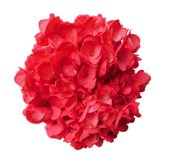 Red Hydrangea Airbrushed Festive