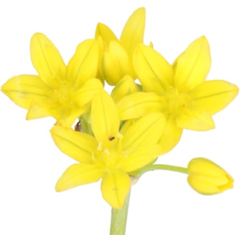 Yellow Allium