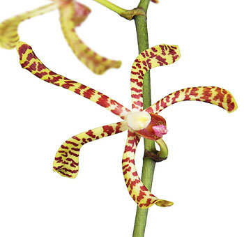 Arachnis Orchid – Yellow Bicolor