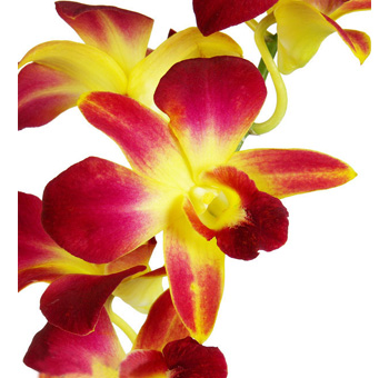 Yellow Dendrobium Orchid Bicolor