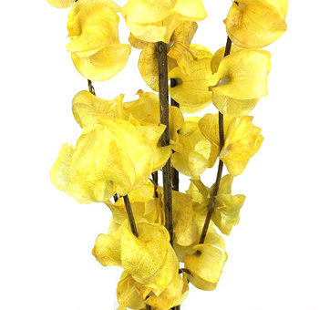 Yellow Bougainvillea Dried