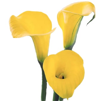 Yellow Mini Calla Lilies – Next Day Delivery