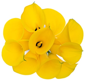 Yellow Calla Lily Petite