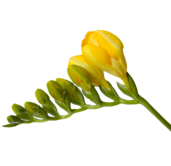 Freesia Yellow Flower