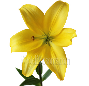 Yellow Lily LA Hybrid Lily