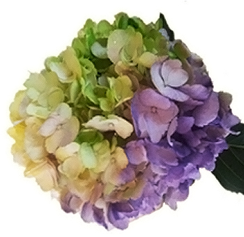 Tie Dye Green Purple White Hydrangea
