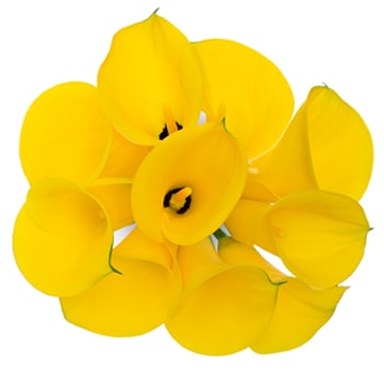 Long Yellow Mini Callas