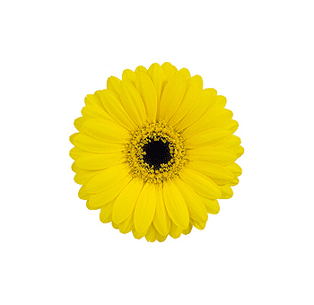 Yellow Gerbera Daisy Mini