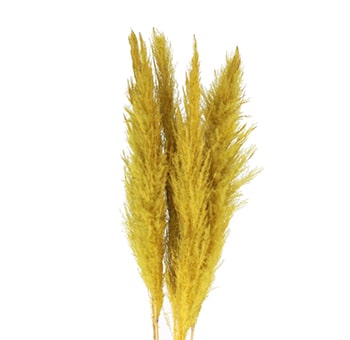 Yellow pampas Grass