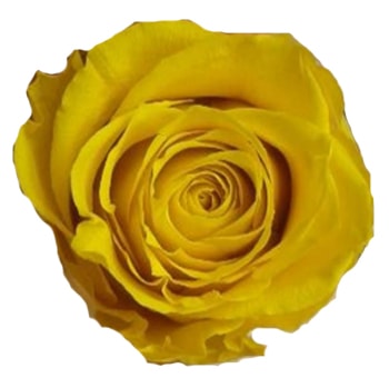 Yellow Preserved Roses Biological