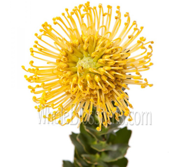 Yellow Protea Pin Cushion Flower