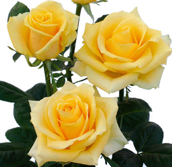 Yellow Roses for Valentine's Day