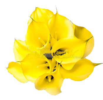 Yellow Calla Lily - Next Day Delivery