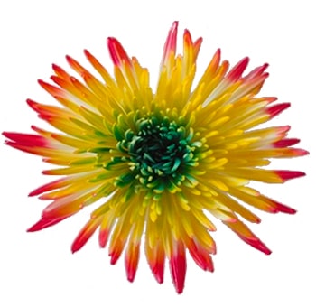 Yellow Spider Mums Green Center and Red Tips