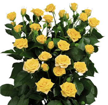 Yellow Spray Roses for Valentine's Day