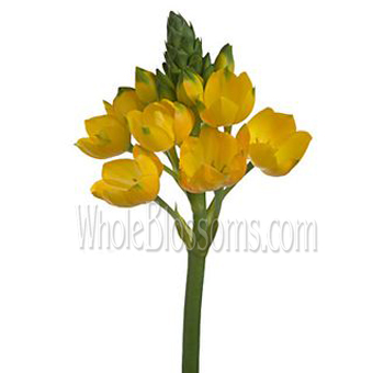 Star of Bethlehem Tinted Yellow Flower