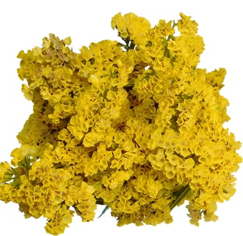 Statice Flower Yellow