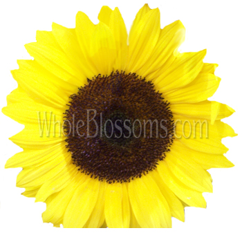 Yellow Sunflower – Dark Center (Large)
