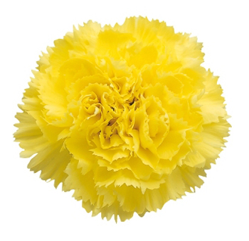 Yellow Tinted Carnation for Valentine's Day