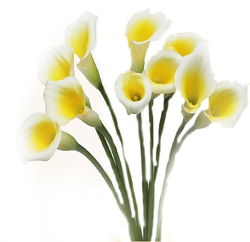 Bicolor Mini Callas Yellow White