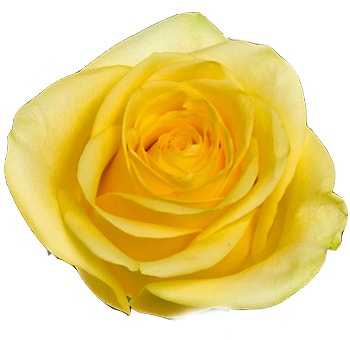 Tutti Yellow Biological Roses