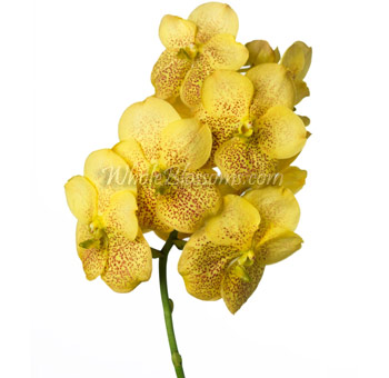 Yellow Vanda Orchid