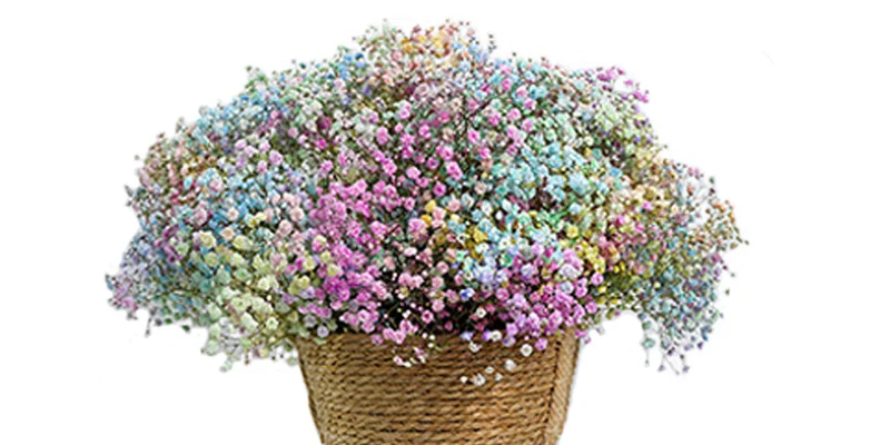 Elegant baby\'s breath flowers, perfect for weddings, Valentine\'s Day, and celebrations.