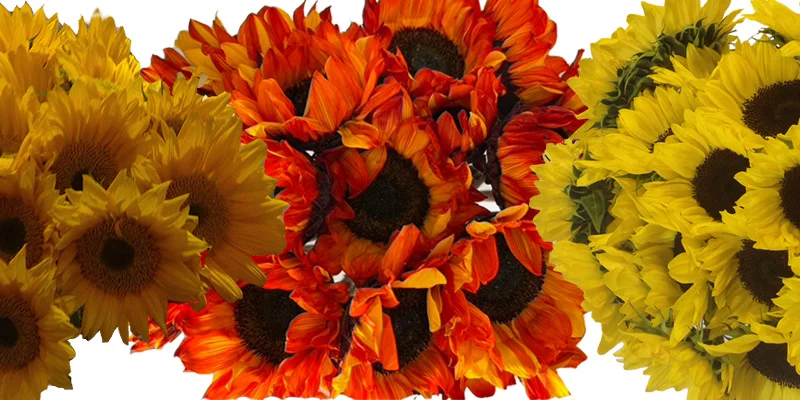 Beautiful sunflowers featuring bright yellow blooms and lush green leaves, perfect for weddings and event decor, adding cheer and elegance.