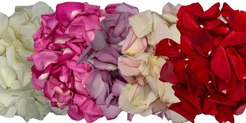 Rose petals in all shades beautifully arranged for a romantic Valentine\'s Day.