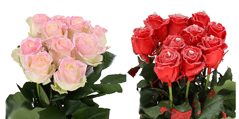 Multicolored tie-dyed roses ideal for fundraisers or events, creating bold floral displays.