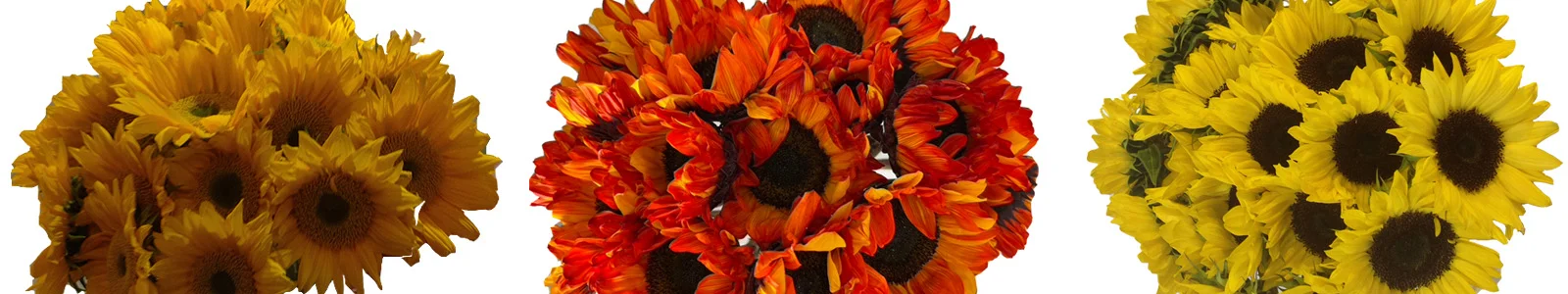 Beautiful sunflowers featuring bright yellow blooms and lush green leaves, perfect for weddings and event decor, adding cheer and elegance.