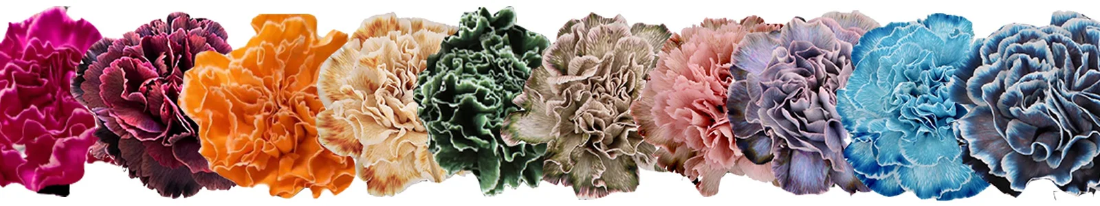 Affordable dyed carnations in romantic pastel shades for Valentine\'s floral decor.